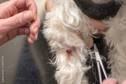 Animal at the vet. Veterinary surgeon ties off a wart on a dog with a thread.