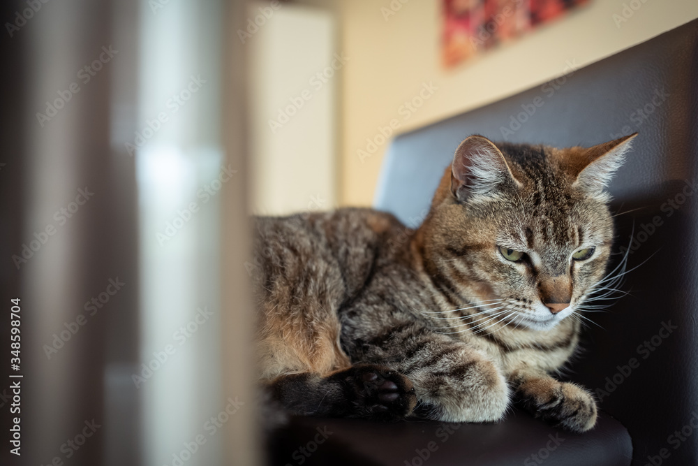 chat sur le fauteuil de la cuisine chat sur le fauteuil de la cuisine