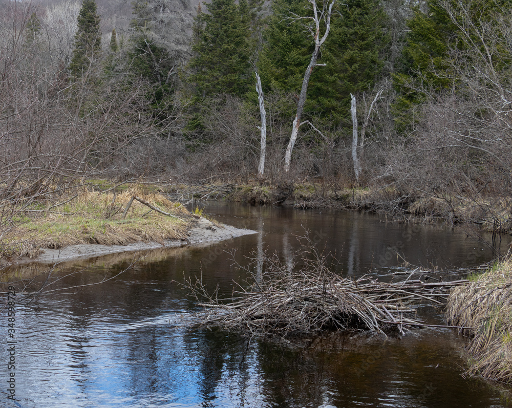 Creek with a beaver dam in a forest in Arrowhead Park in springtime Creek with a beaver dam in a forest in Arrowhead Park in springtime
