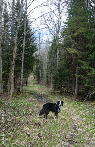 A dog standing on a forest trail in springtime