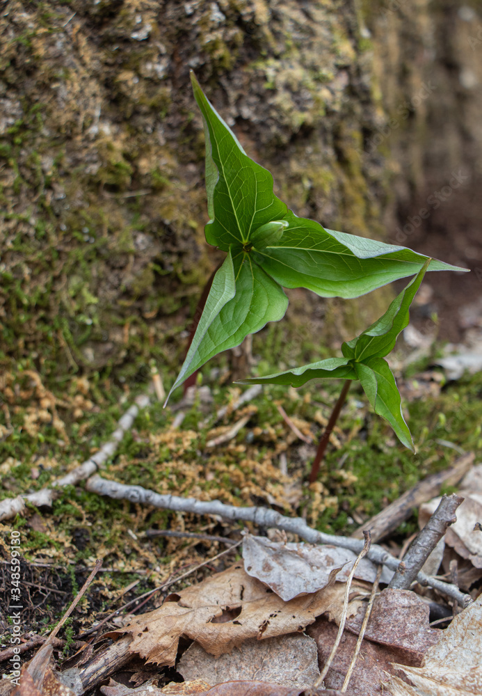 Obraz premium White trillium buds appearing in springtime in Ontario forest (Trillium grandiflorum)