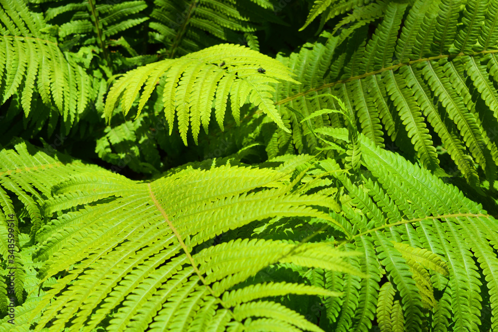 Beautiful, luxurious, large green leaves of fern lit by bright sunlight in natural nature, polypodiphyta.