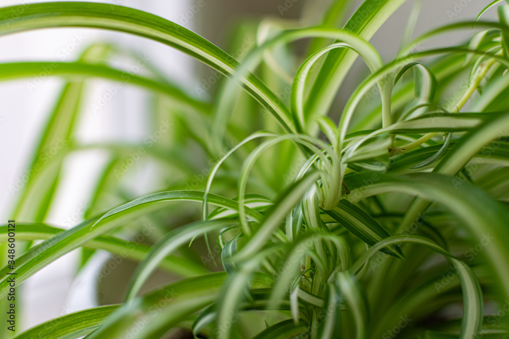 Fototapeta premium Green and fragile leaves of houseplants, close-up for design background with blur, for decoration and decoration 