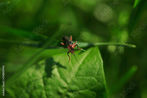 Cute black bug sitting on green grass