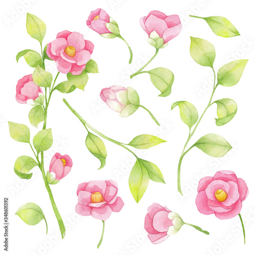 Watercolor set of pink flowers and green branch, leaves. Elements isolated on white background.  Japanese camellia