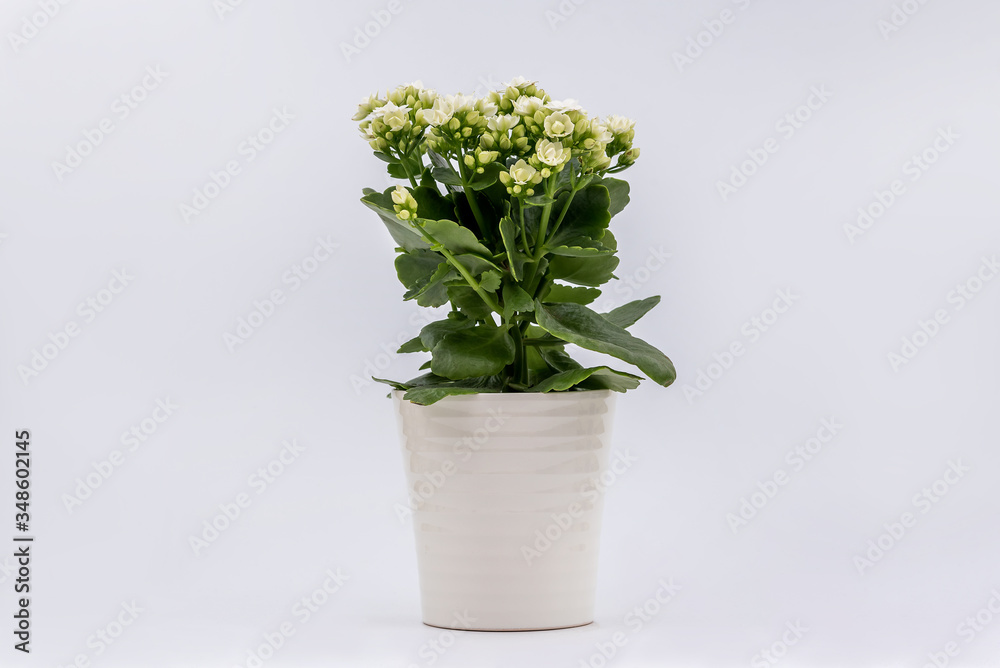Flaming Katy plant with White flowers in a pot isolated on white background