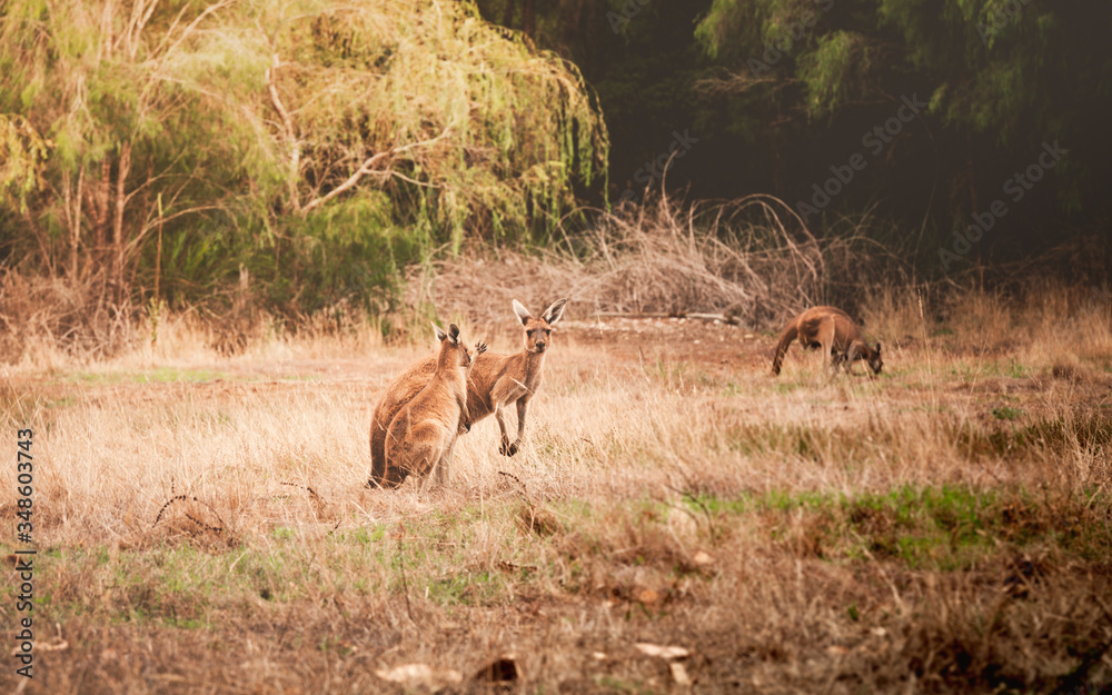 Obraz premium Canguros en Australia
