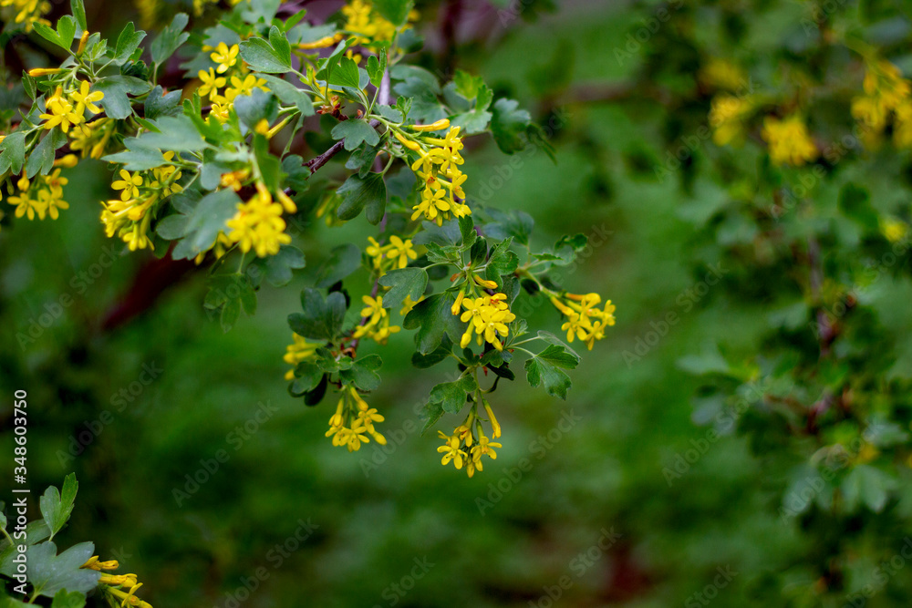 Real floral backround: blooming yellow acacia on a beautiful spring day Real floral backround: blooming yellow acacia on a beautiful spring day