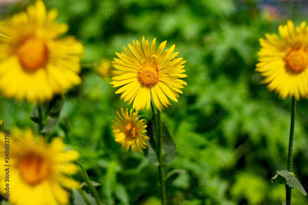 Real floral backround: calendula flowers on the flower bed, summer gardening Real floral backround: calendula flowers on the flower bed, summer gardening