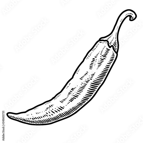 Illustration of chili pepper in engraving style. Design element for logo  label  sign  emblem  poster.