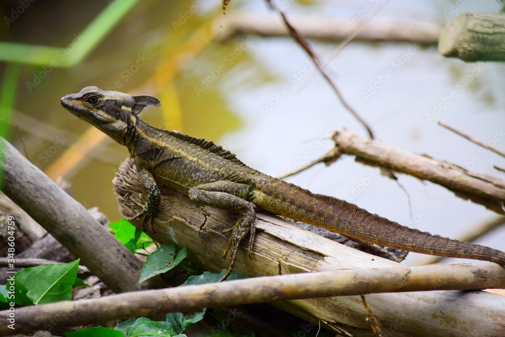 Fototapeta premium iguana on a tree