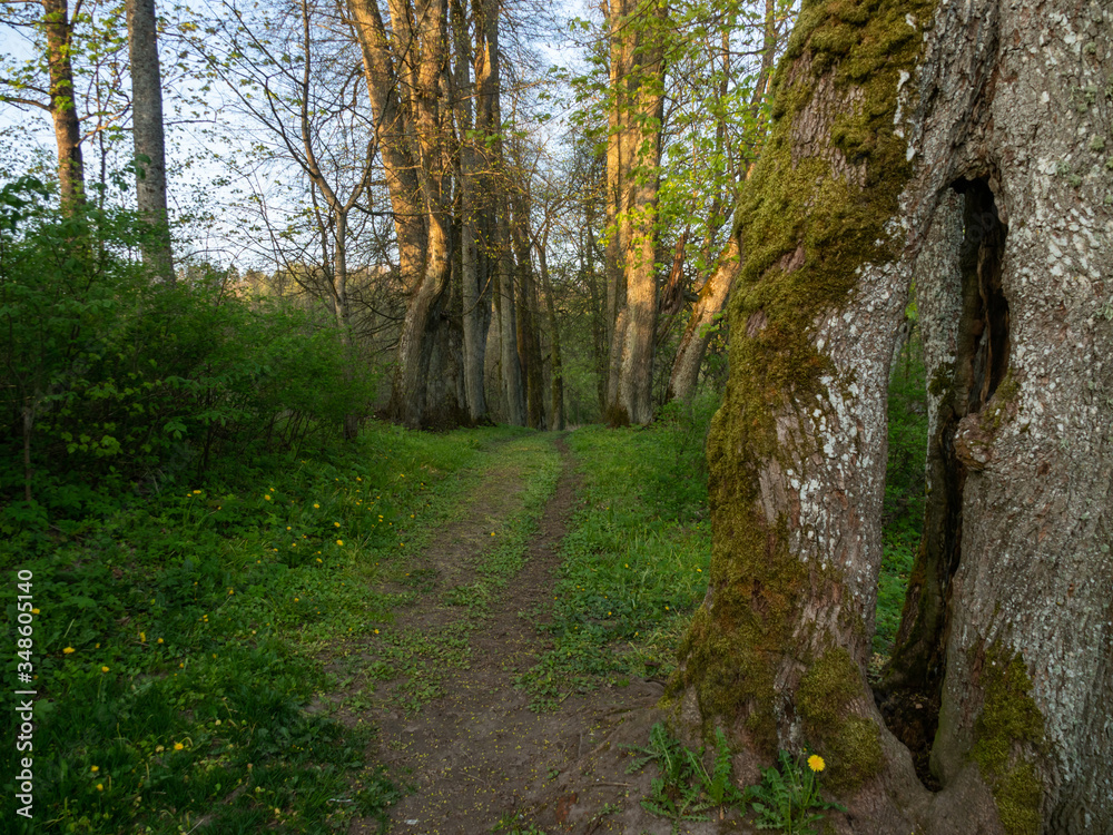 Fototapeta premium Forest path near Hancza lake, old trees. Suwalski landscape park, Podlaskie, Poland