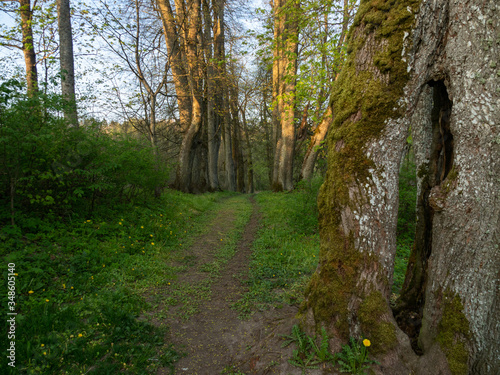 Forest path near Hancza lake  old trees. Suwalski landscape park  Podlaskie  Poland