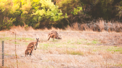 Fototapeta Naklejka Na Ścianę i Meble -  Canguros en Australia