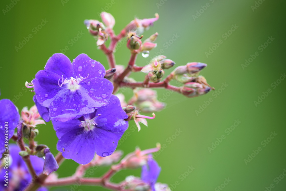 lilac flowers in spring lilac flowers in spring