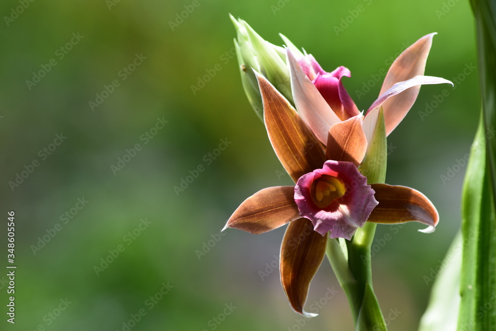 Obraz premium beautiful orchid