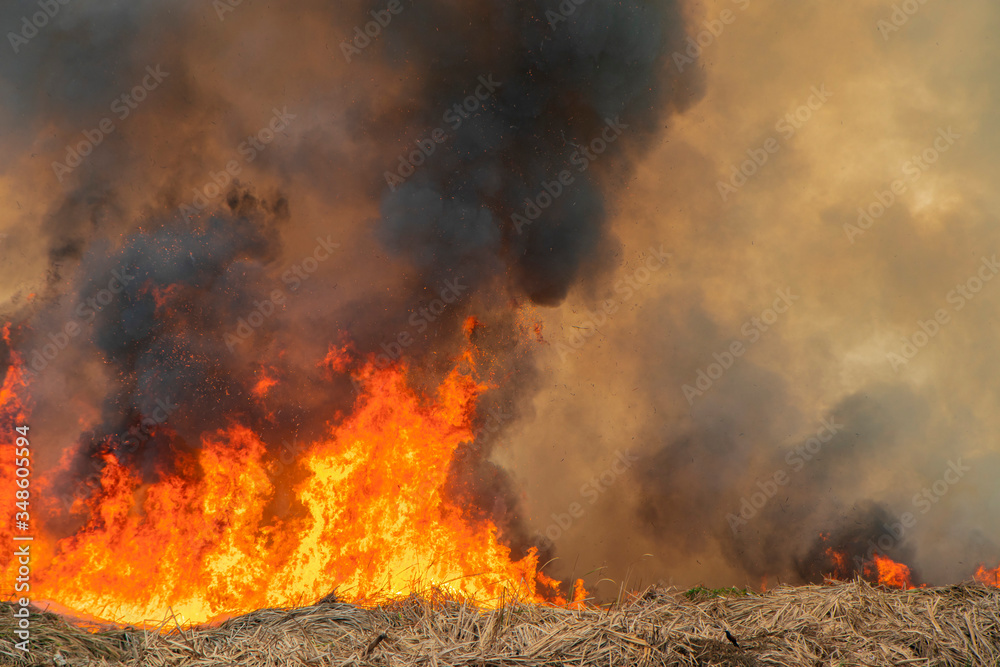 Raging flame of fire burn in grass fields pollution in air from wildfire concept.