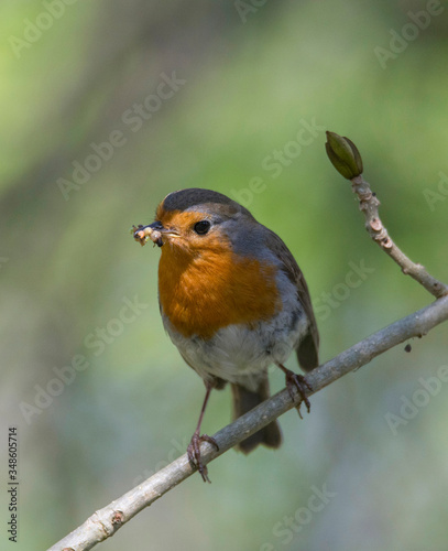 Robin on a branch in a park in the district Bromma in Stockholm