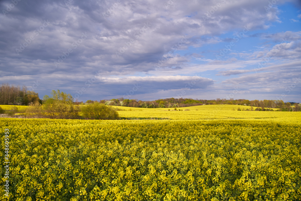 Yellow rapeseed flowers. Landscape with yellow rapeseed flowers