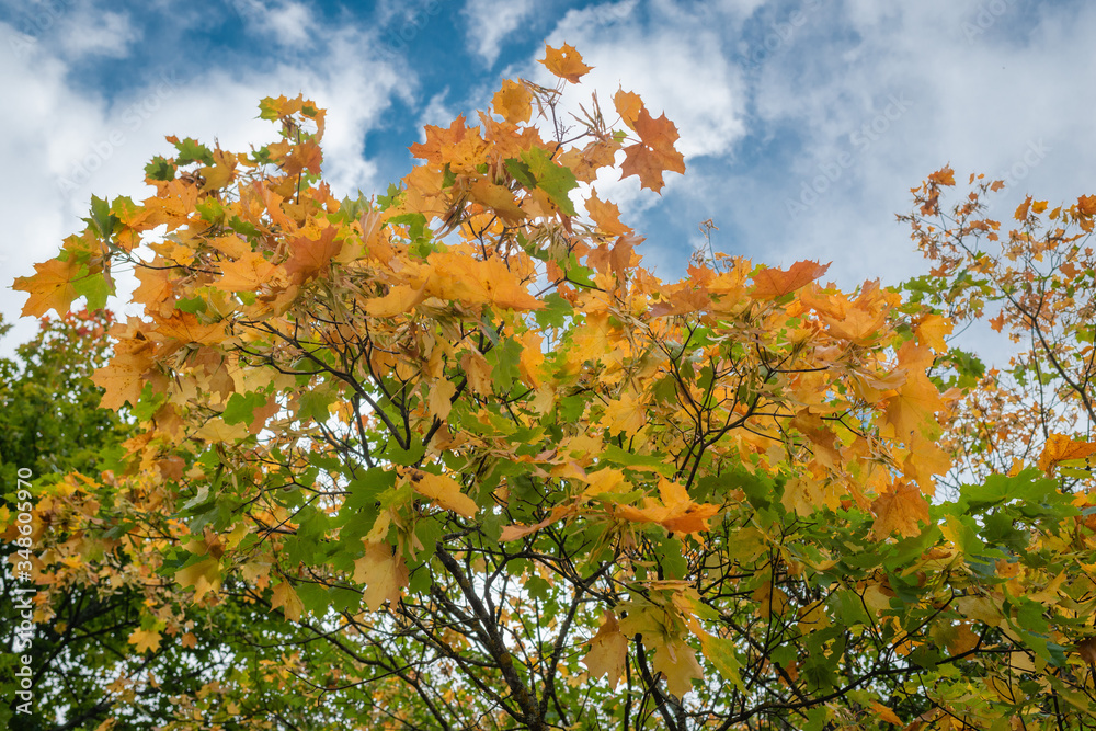 maple maple