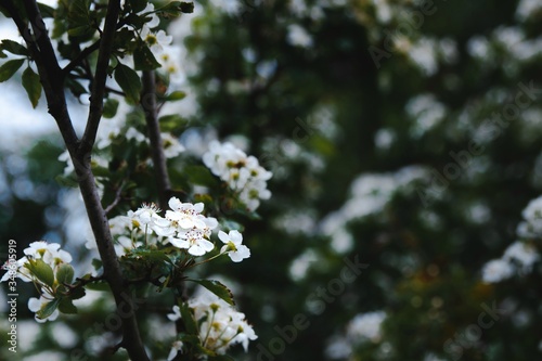 white flowers of a tree