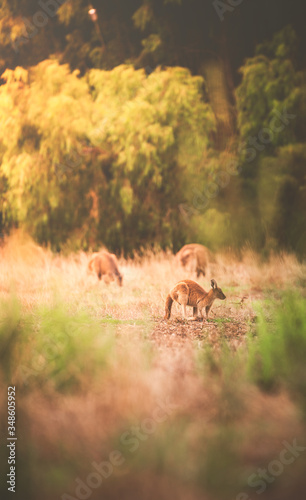 Canguros en Australia © FRAN VARGAS