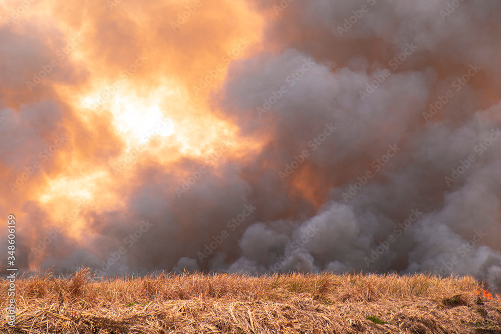 Naklejka premium smoke pattern background of fire burn in grass fields