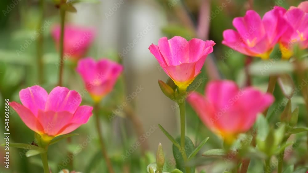 Pink flowers growing in garden. Beautiful pink flowers growing on green flowerbed on sunny day in park in summer. Pink flowers growing in garden. Beautiful pink flowers growing on green flowerbed on sunny day in park in summer.