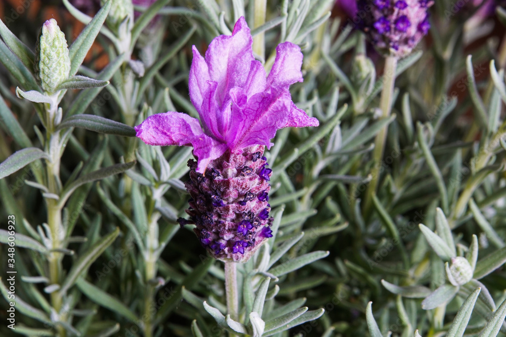 Obraz premium close up of lavender flowers