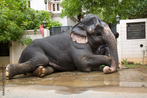 Photography TIRUNELVELI,TAMILNADU/INDIA-AUG 27 2016 :  full view of elephant taking rest after bathing in water hose pipe with the help of a man in front of a building