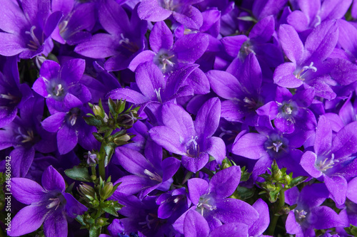 close-up of purple bellflowers
