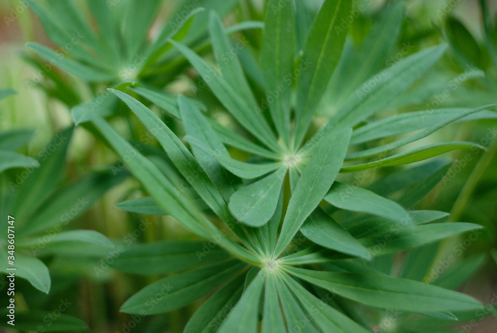 Fototapeta premium close up of lupin leaves