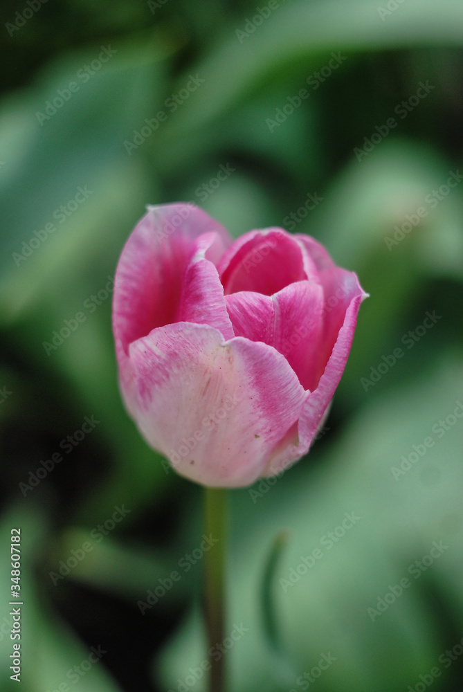 pink tulip flower