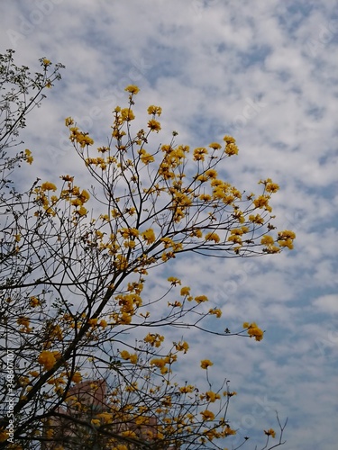 autumn tree with yellow flower