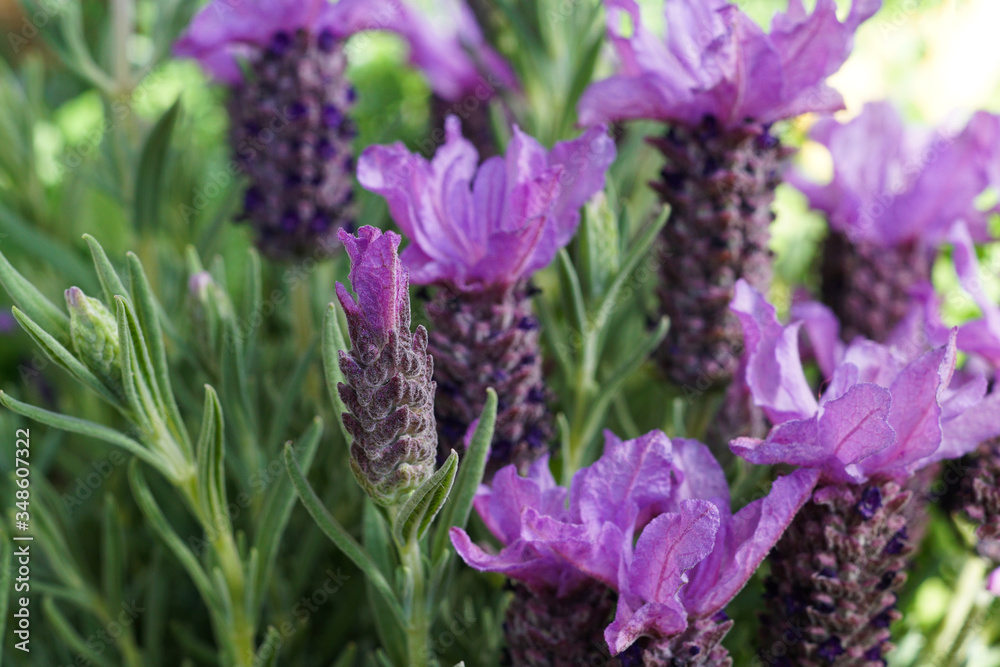 Fototapeta premium close up of lavender flowers