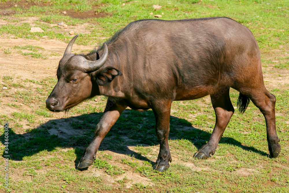 a cape buffalo walking on a path a cape buffalo walking on a path
