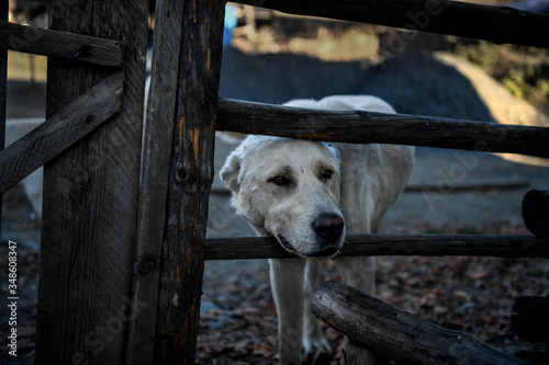 A sheepdog is looking through a wooden fence. photo