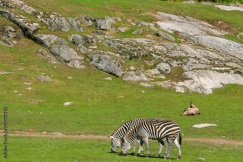 two zebras grazing near some rocks