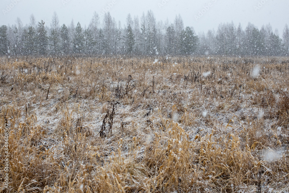 first snow in late autumn, large flakes first snow in late autumn, large flakes