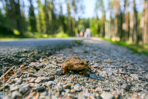 European common brown frog sits on the road