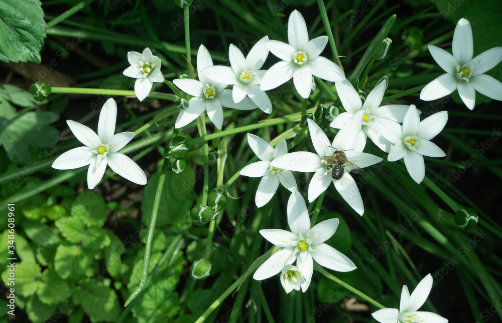 beautiful white spring flowers on a background of green foliage top view, on one of the flowers there is a bee. Fresh Inflorescences in the form of stars are arranged in a group.. beautiful white spring flowers on a background of green foliage top view, on one of the flowers there is a bee. Fresh Inflorescences in the form of stars are arranged in a group..