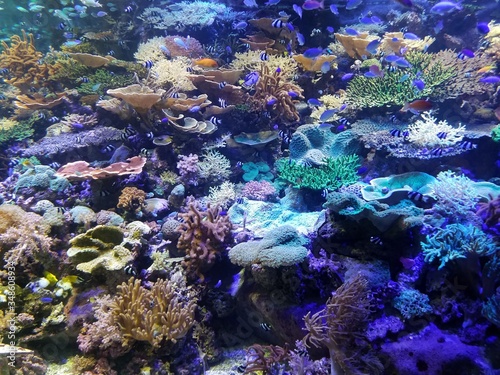 coral reef and fishes under the sea © Steve