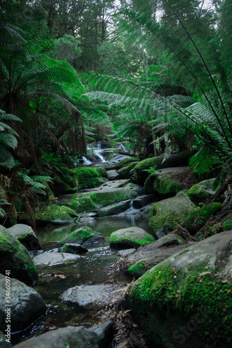 australia rainforest big trees green