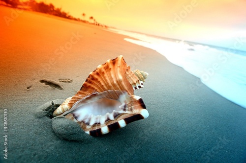seashell on the beach