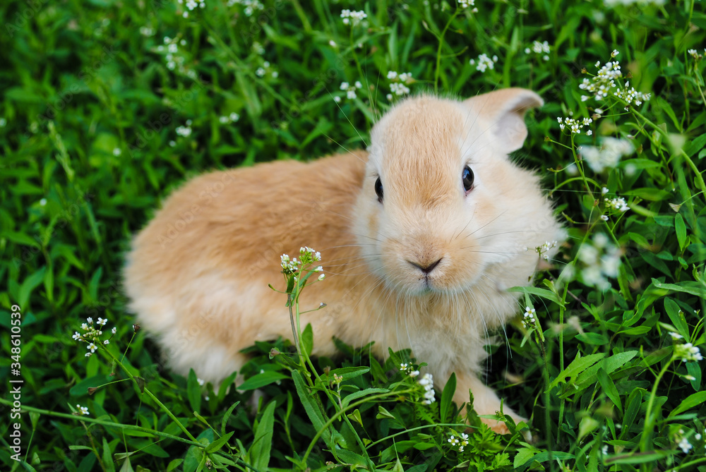 Red-haired young rabbit grazes on the green grass. Red-haired young rabbit grazes on the green grass.