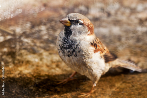 A moist sparrow's close-up.