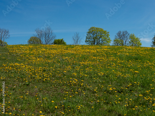 Green meadow full of yellow thistles, spring flowers. Blue sky and sunny day. Suwalski landscape park, Podlaskie, Poland