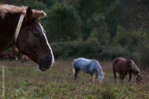 A mare with a cowbell