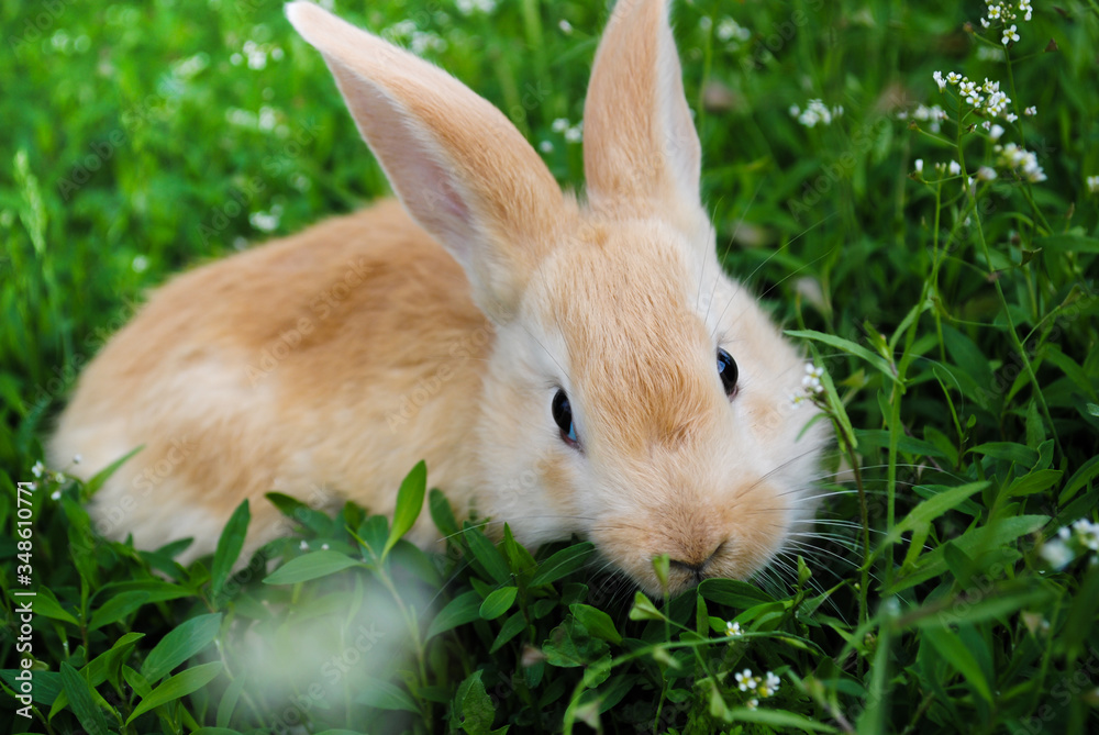 A little rabbit is sitting in the green grass. A little rabbit is sitting in the green grass.