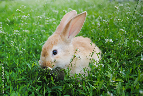 Red-haired young rabbit grazes on the green grass.